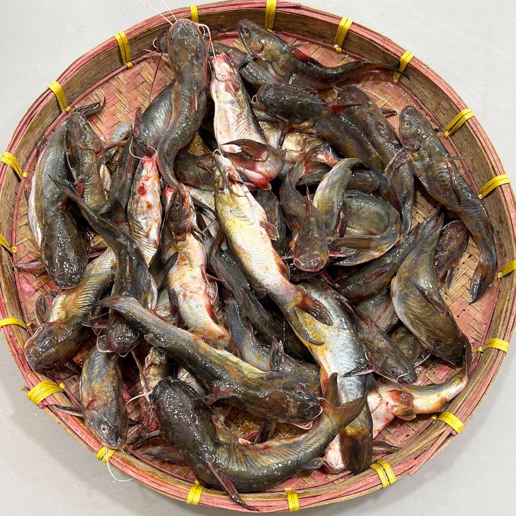 নদীর তাজা টেংরা মাছ - ১ কেজি